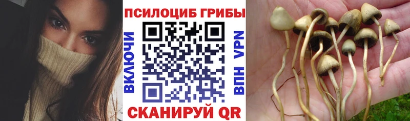 закладка Сенгилей Псилоцибиновые грибы MAGIC MUSHROOMS